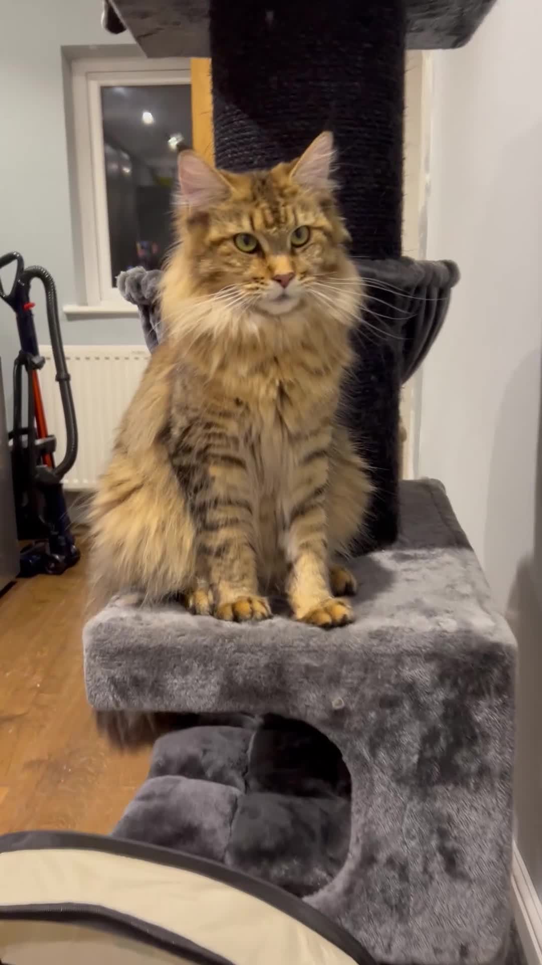 Maine Coon cats for sale: XL Russian Cubs 🇷🇺 ❤️ - Video 3