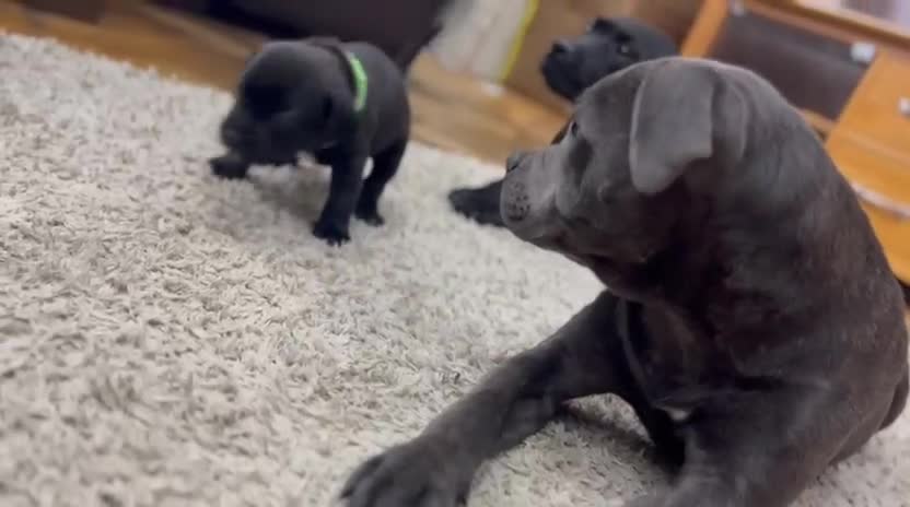 Staffordshire Bull Terrier dogs for sale: 🏅🏆 CHAMPION PLAY BOY BLUE&BLACK STAFFY PUPS - Video 1