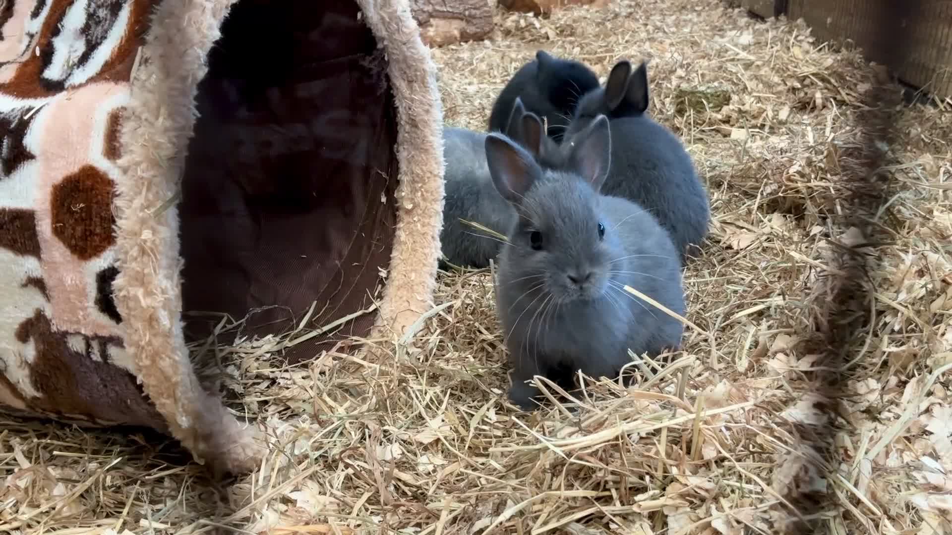 Netherland Dwarf rabbits for sale: Netherland dwarf baby rabbits  - Video 2