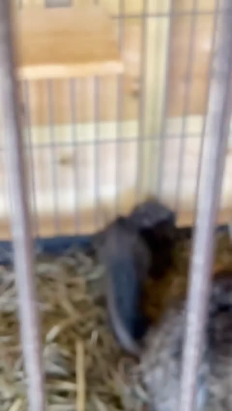 Chinchilla rodents for sale: Two adorable healthy chinchilla kits - Video 1