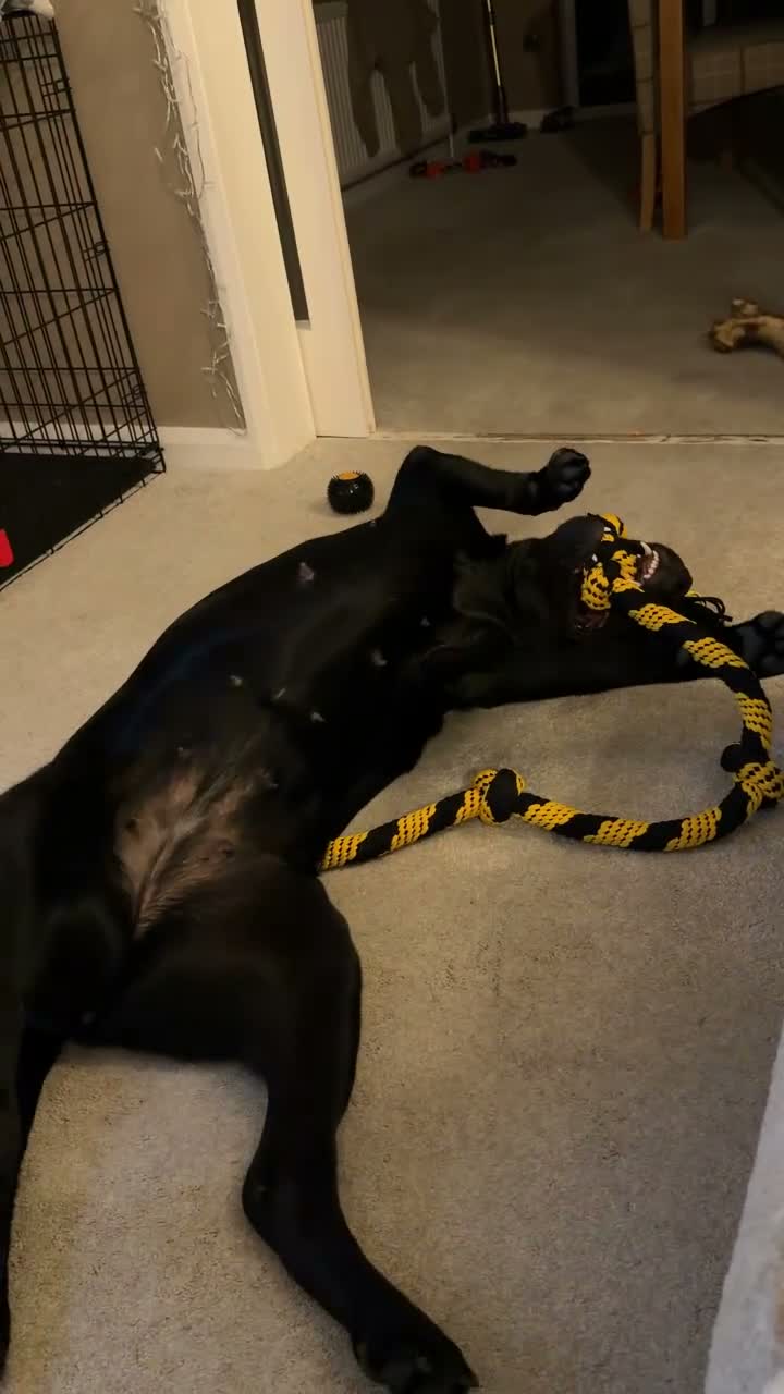 Mixed Breed dogs for sale: Bonnie needs a new home. - Video 4