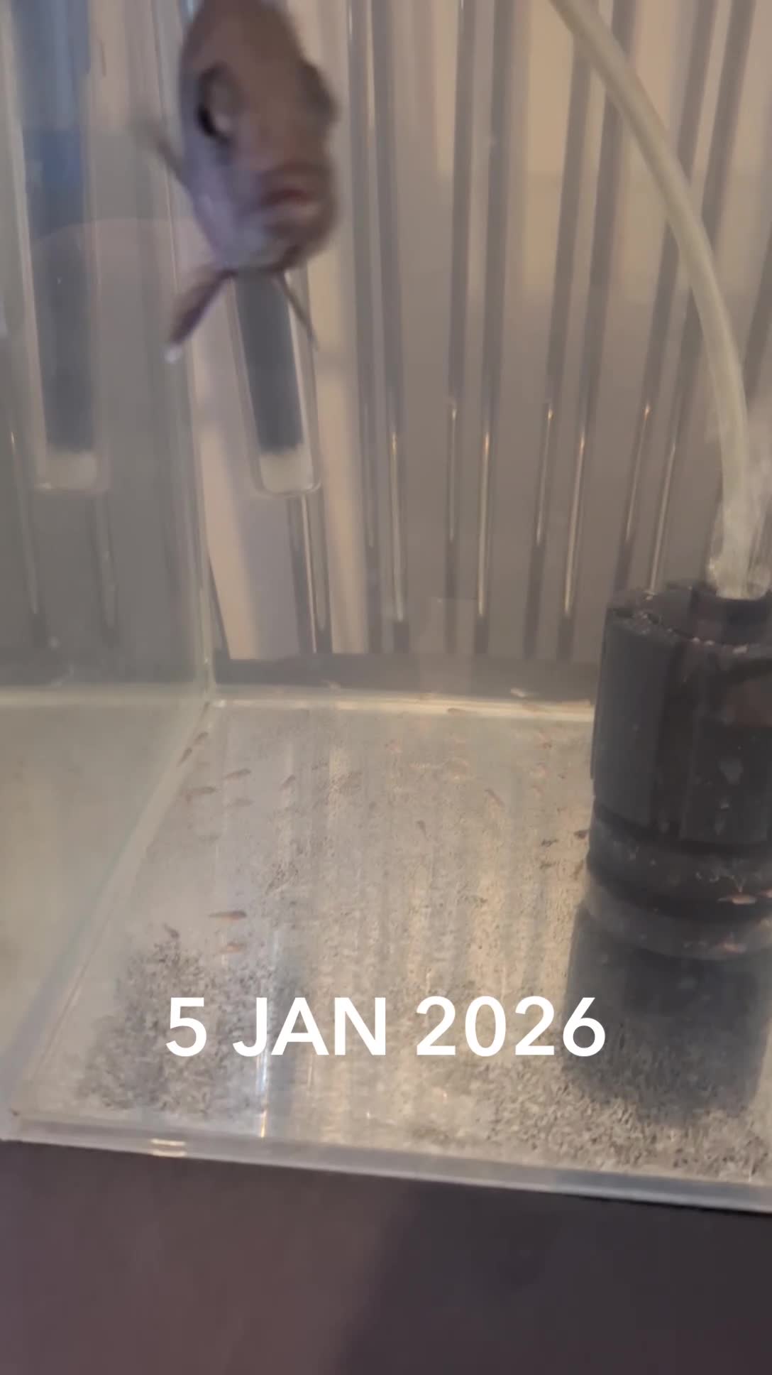 Cichlids fish for sale: +-20 Malawi Cichlids 2 different age - Video 3