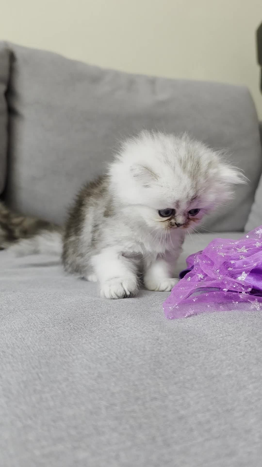 Persian cats for sale: Persian ragdoll / chinchilla kittens - Video 5