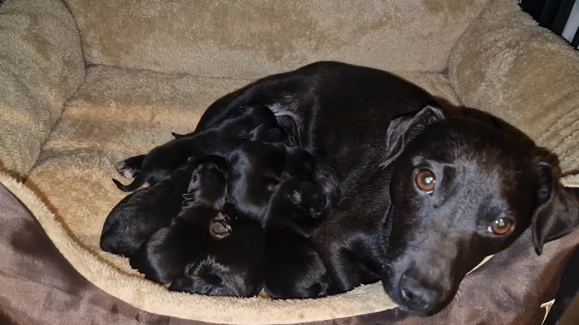 Patterdale Terrier dogs for sale: 1 left - Working Patty Pup - Video 2