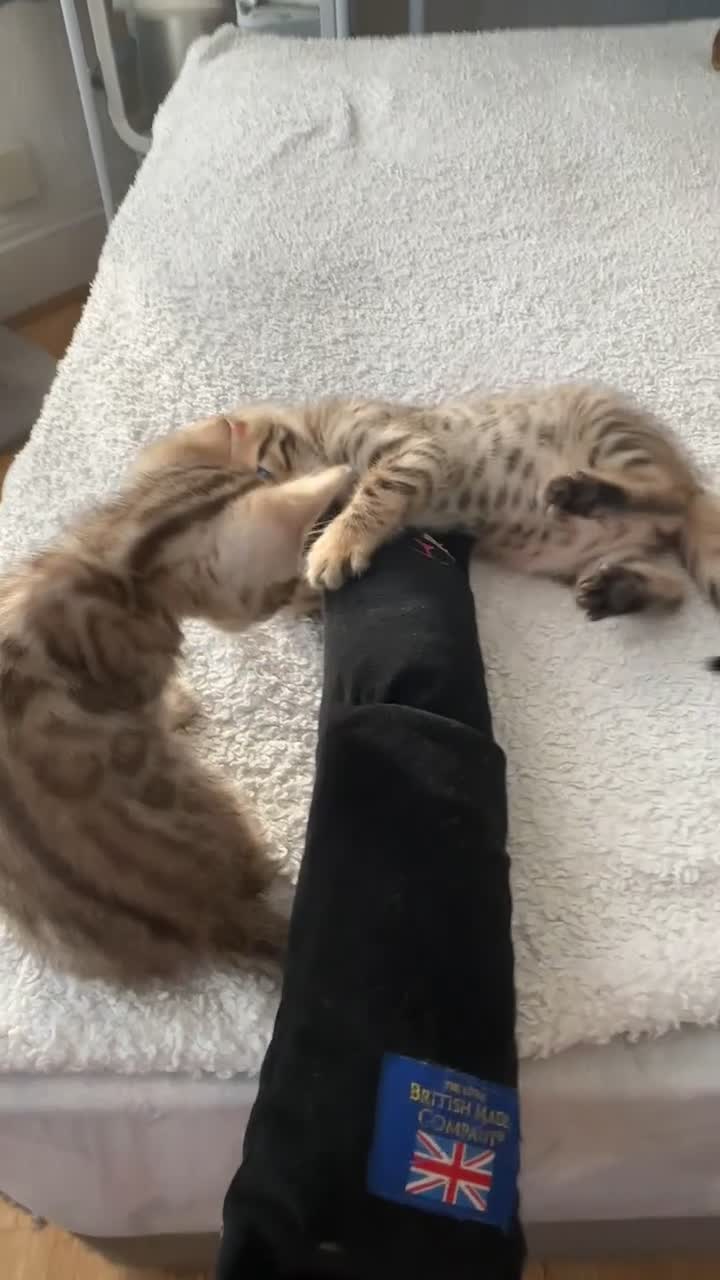 Bengal cats for sale: Bengal Kittens🐱 - Video 1