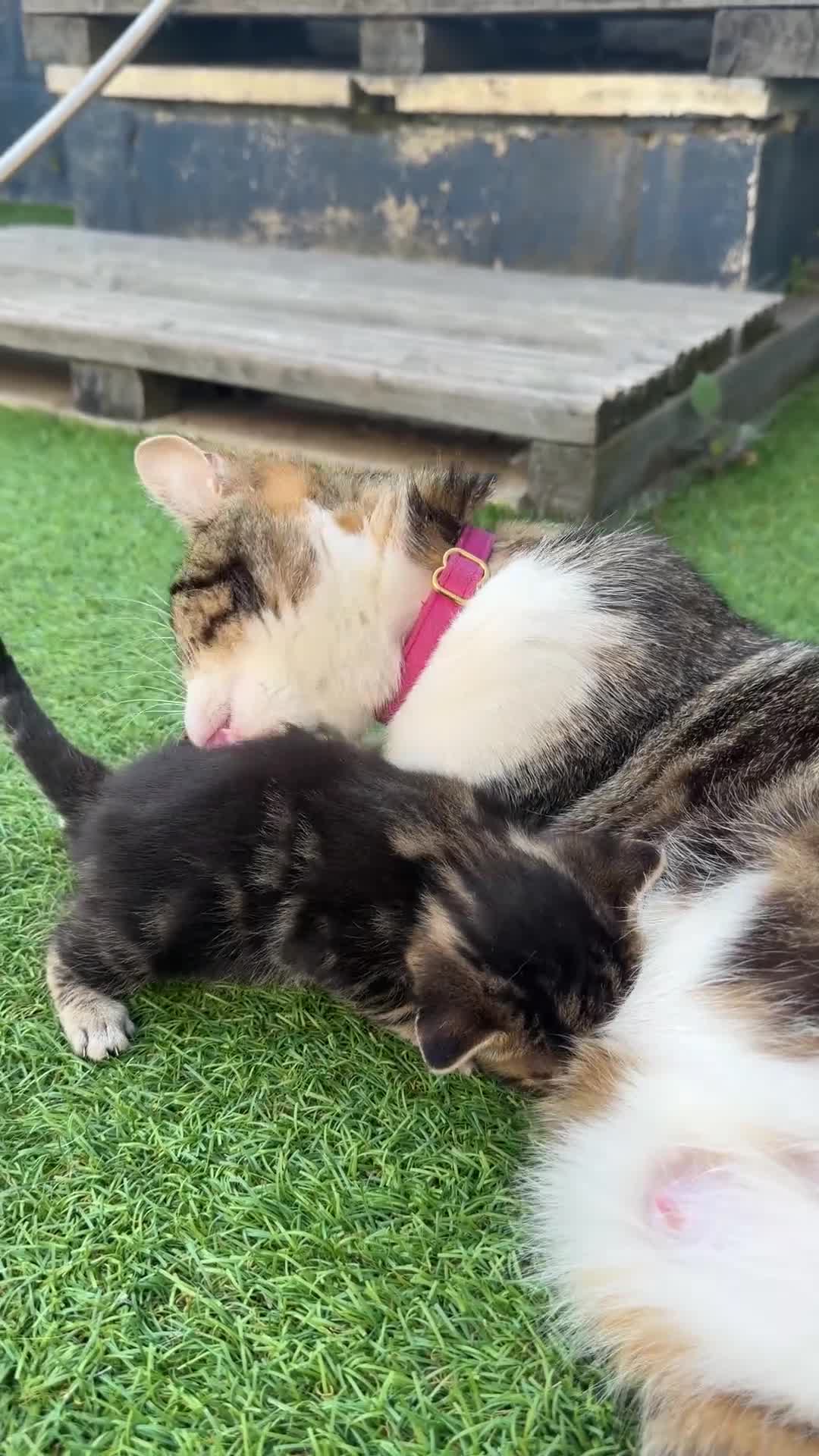 Mixed Breed cats for sale: 3 Lovely kittens  in Walsall - Video 1