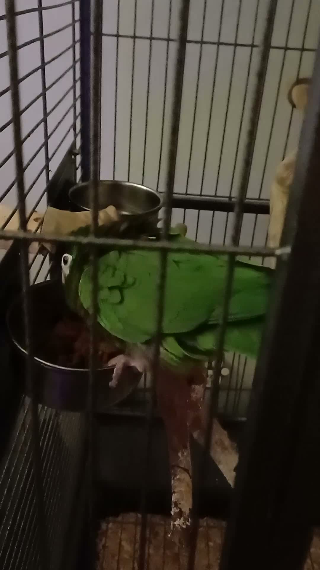 Macaws birds for sale: HANHS MACAW FOR SALE  - Video 1