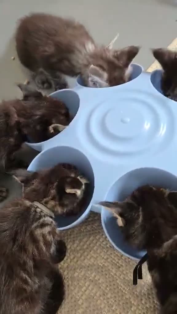 Maine Coon cats for sale: 6 TICA registered Maine Coon kittens. - Video 3