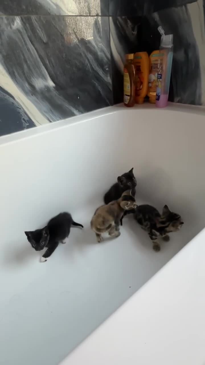 Mixed Breed cats for sale: Amazing mixed breed kittens - Video 1
