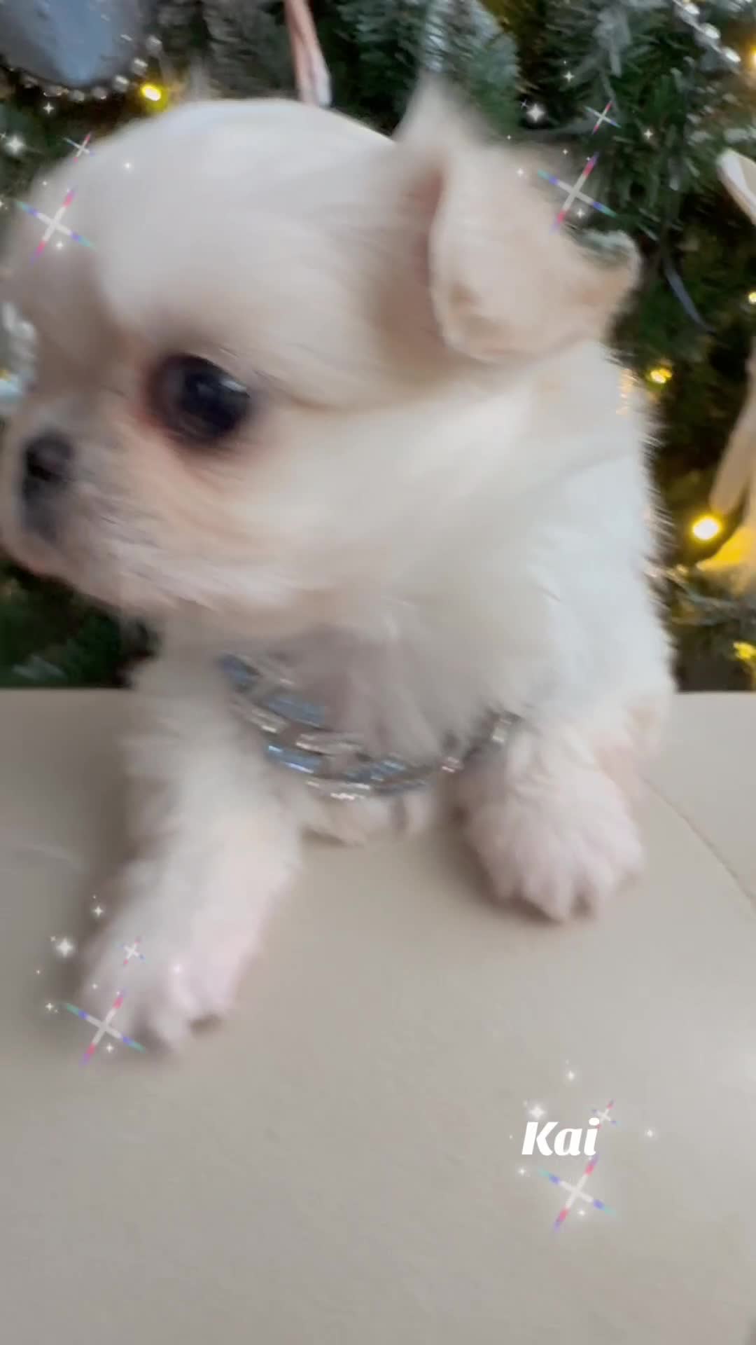 Chihuahua dogs for sale: KC long coat cream show line chihuahua puppies  - Video 3