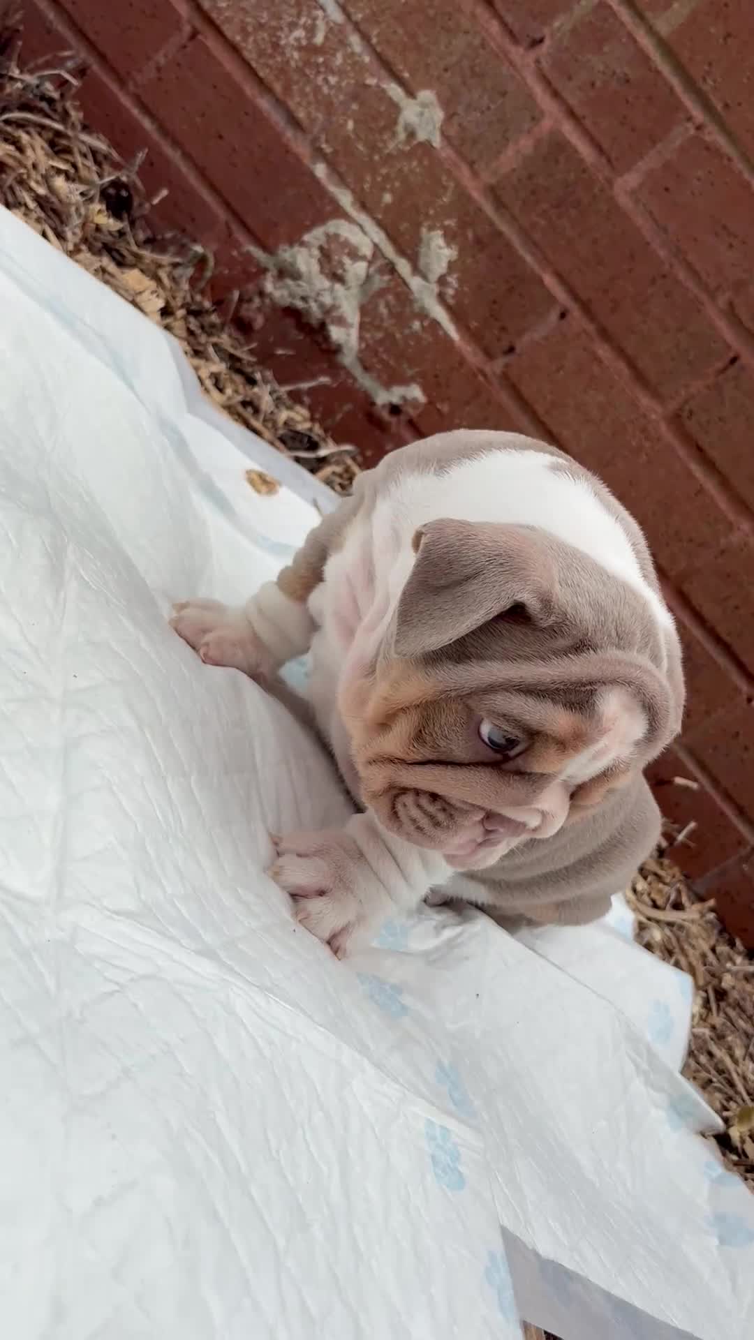 English Bulldog dogs for sale: Mr muscles pup 7 weeks old ready to go 28th  - Video 3