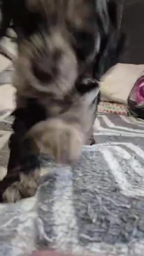 Cockapoo dogs for sale: Miniature cockapoo Puppy ready now - Video 1