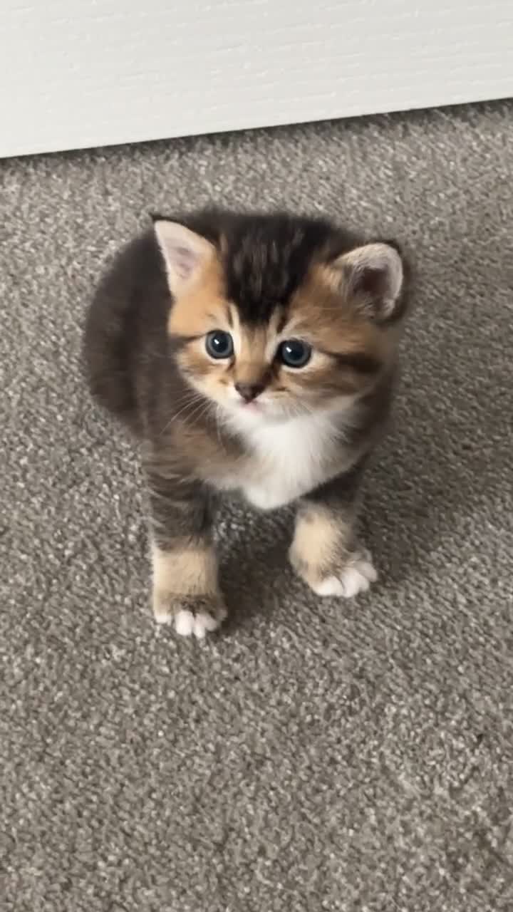 Mixed Breed cats for sale: Rare British Longhair x Scottish straight Kittens✨ - Video 4