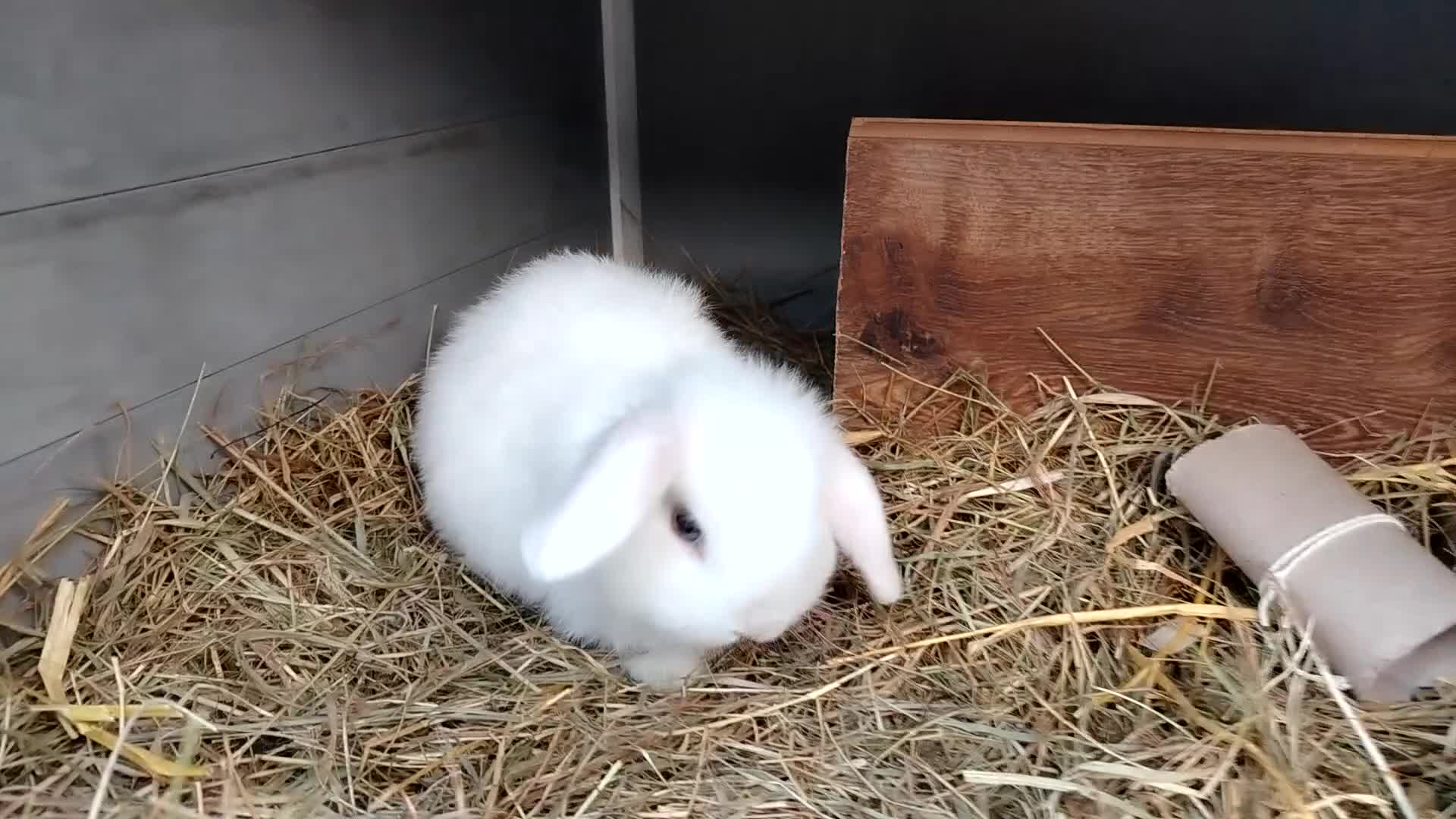 Mini Lop rabbits for sale: Blue eyed white mini lops - Video 1