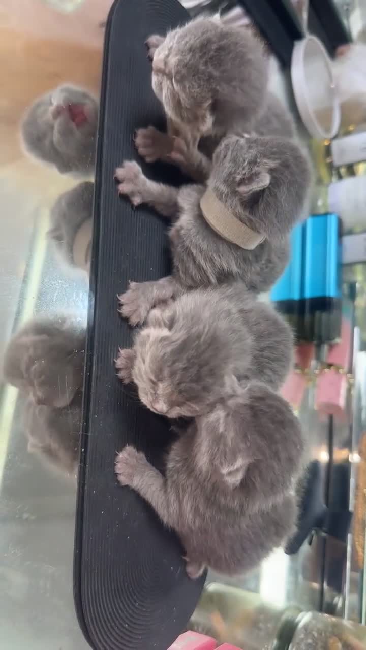 British Shorthair cats for sale: MOST ADORABLE BRITISH SHORTHAIR FOR SALE - Video 5