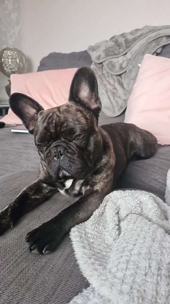 French Bulldog dogs for stud: Rolo  - Video 1