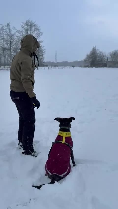 Mixed Breed dogs for adoption: Ember is a 4.5 year old Belgian mali x GSD - Video 2