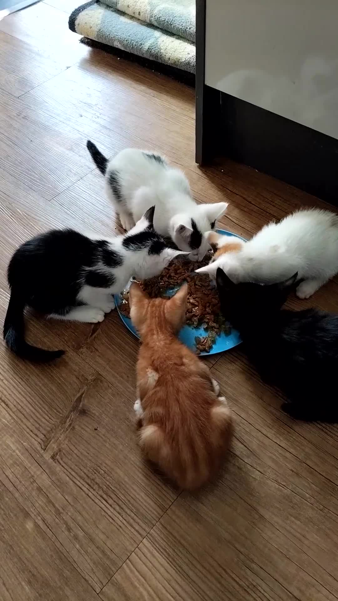 Mixed Breed cats for sale: Kitten for sale(20£) - Video 1