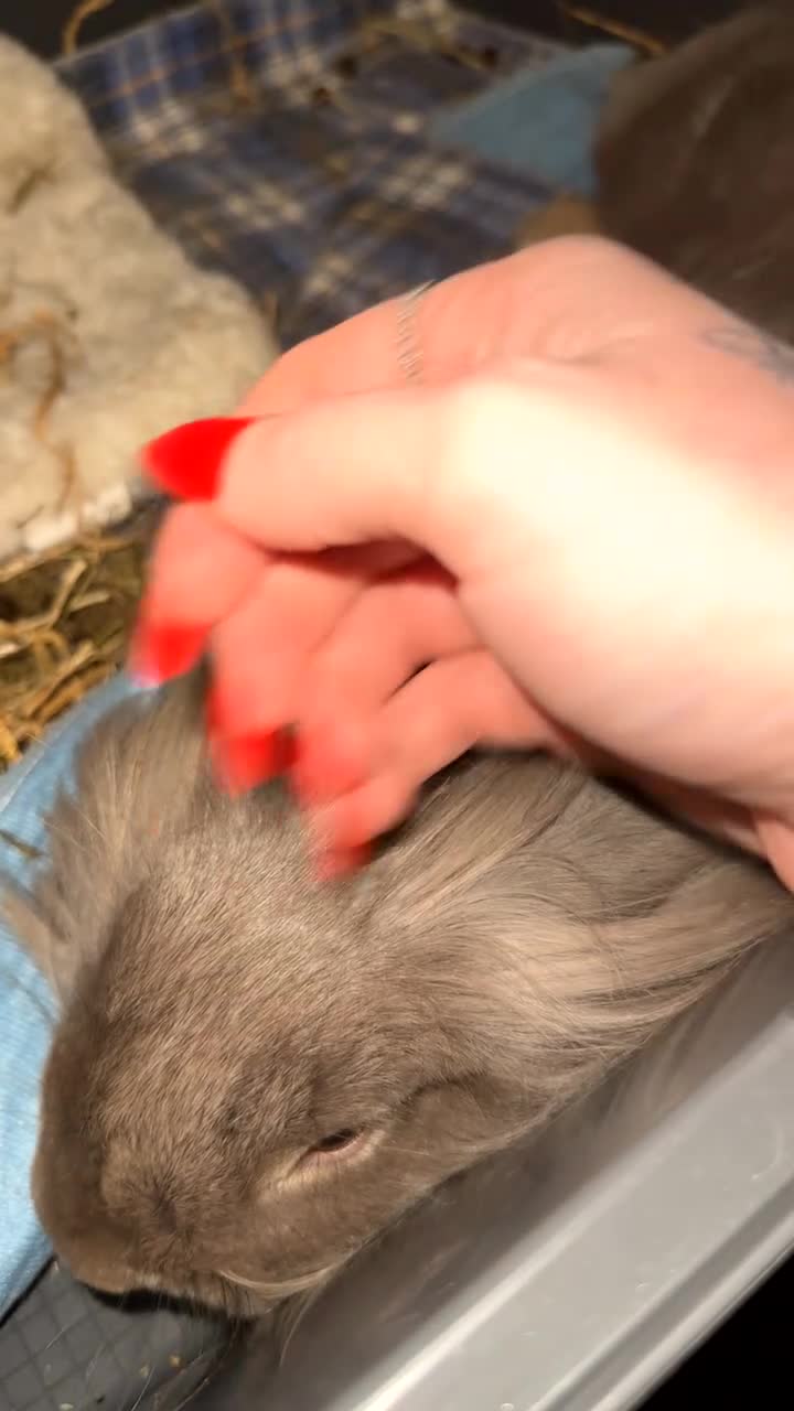 Mixed Breed rabbits for sale: Angora X French Lop (2 FEMALE) in Faringdon - Video 1