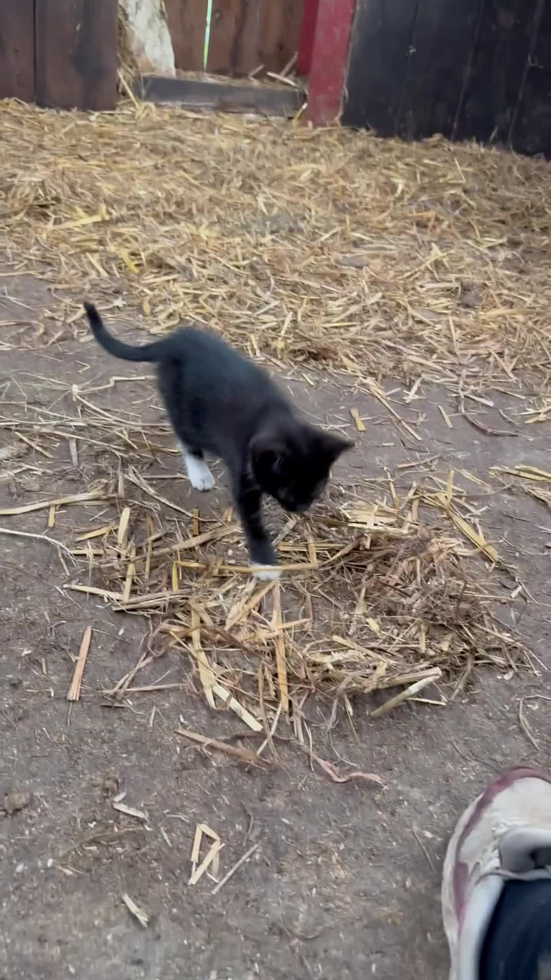 Mixed Breed cats for sale: Two adorable girl kittens - Video 1