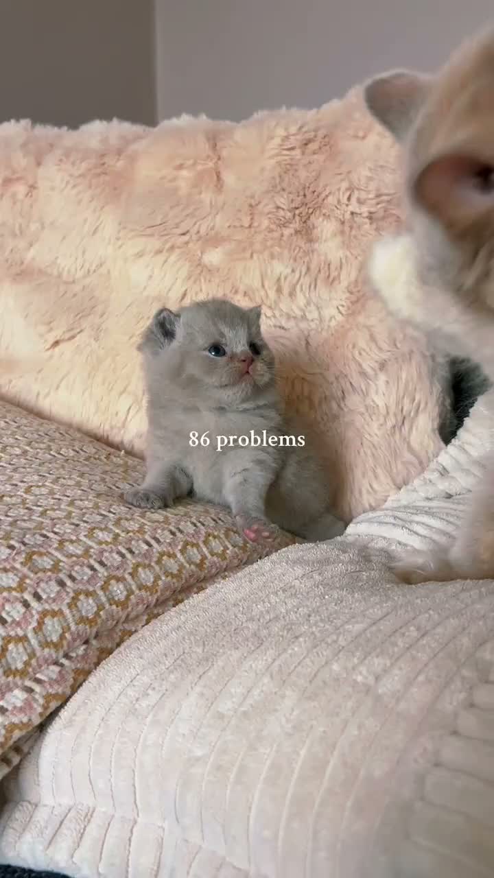 British Shorthair cats for sale: British Shorthair Boy - Video 1