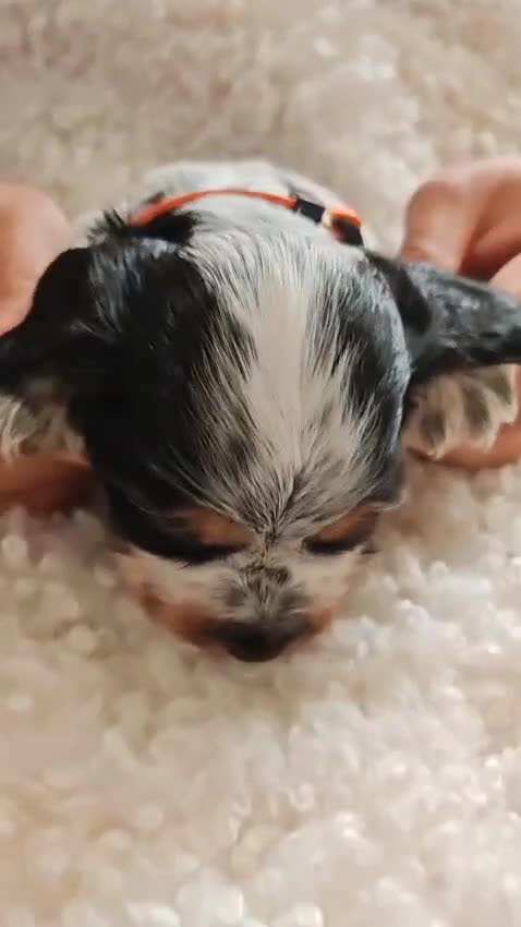 Cocker Spaniel dogs for sale: Kc show cocker spaniel puppies  - Video 4