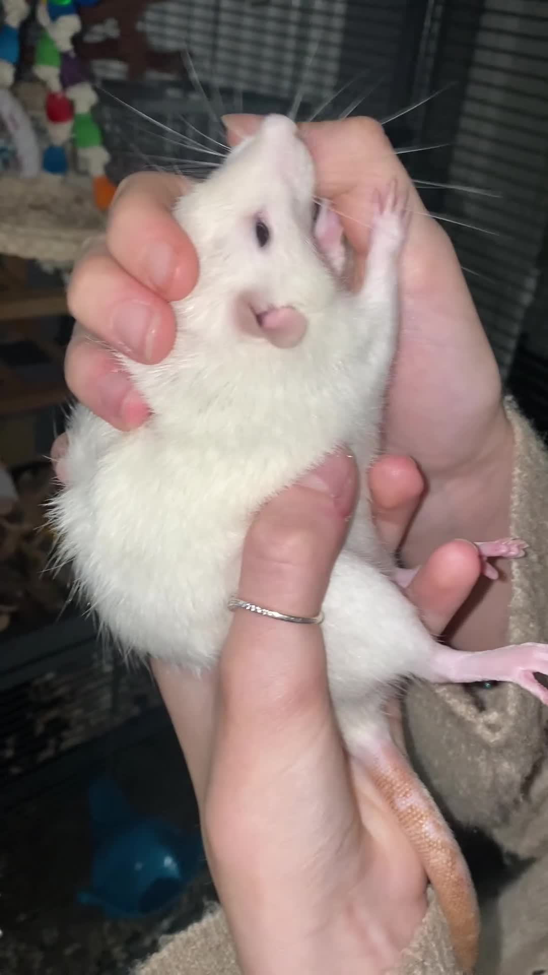 Rat rodents for sale: Female rats and cage for sale  - Video 1