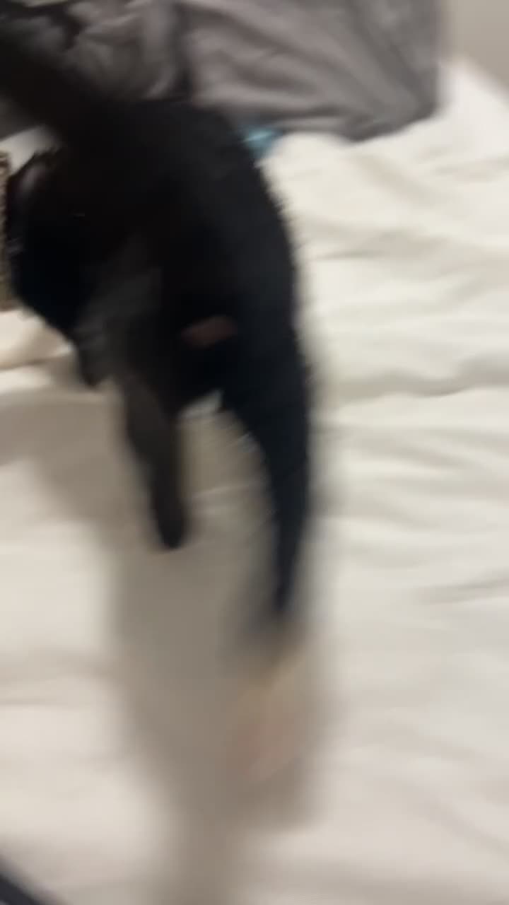 Mixed Breed cats for sale: Kitten  in London - Video 1