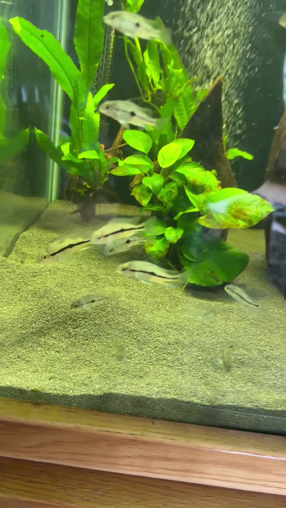 Cichlids fish for sale: Nicaraguan cichlid - Video 1