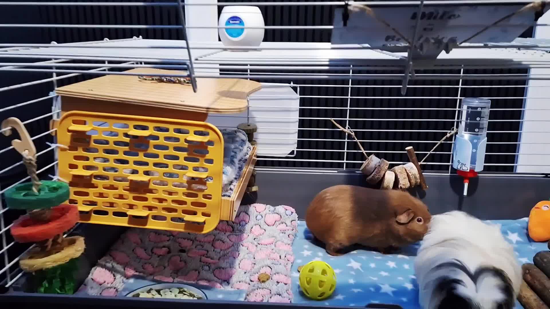 Guinea Pig rodents for sale: Bonded Male & Female Guinea Pig Pair for Sale - Video 1