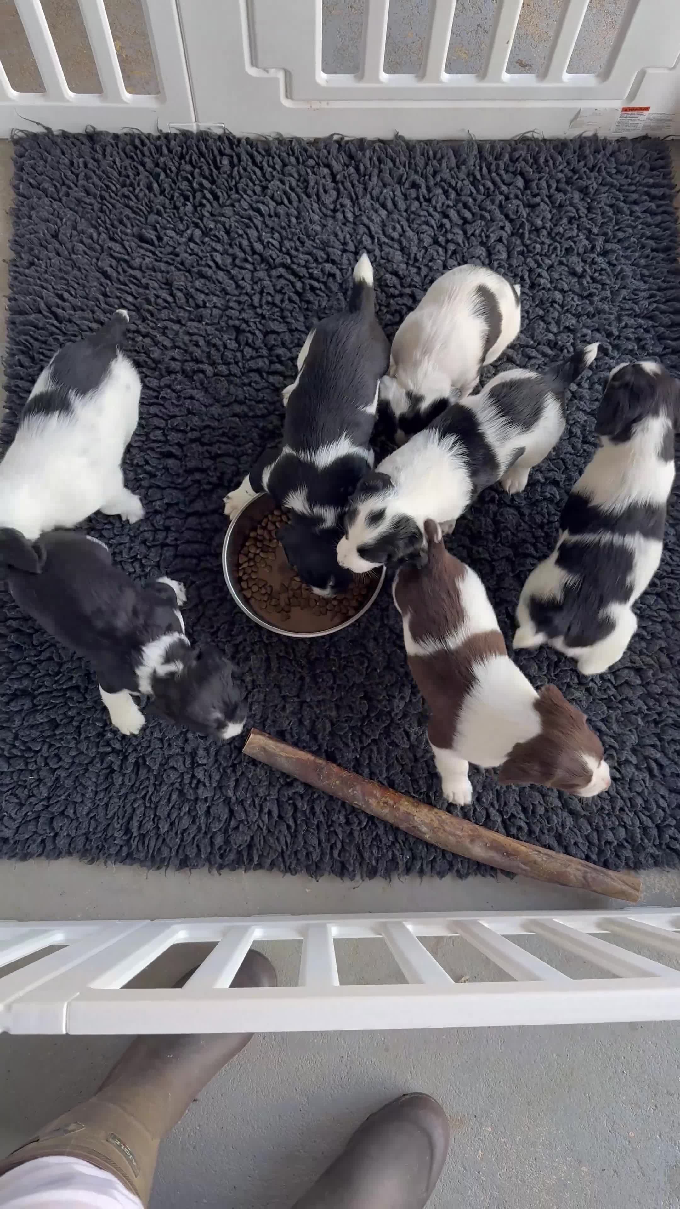 English Springer Spaniel dogs for sale: KC Reg English Springer Spaniel Black & White  - Video 1
