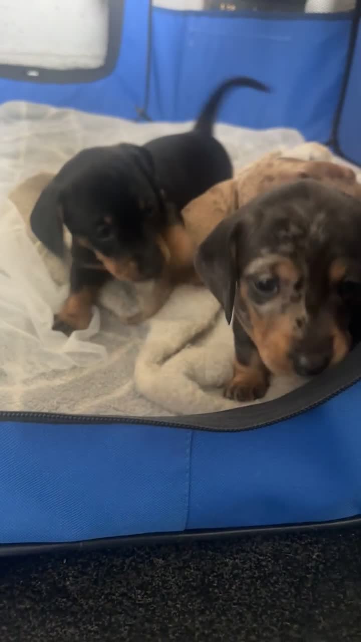 Dachshund dogs for sale: Dachshund Puppies Looking for forever Homes - Video 1