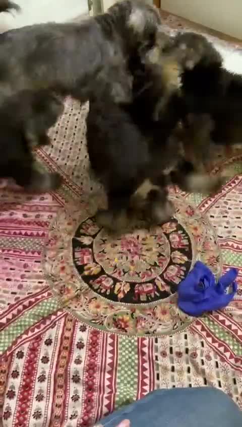 Miniature Schnauzer dogs for sale: Beautiful KC registered Shnauzers - Video 2