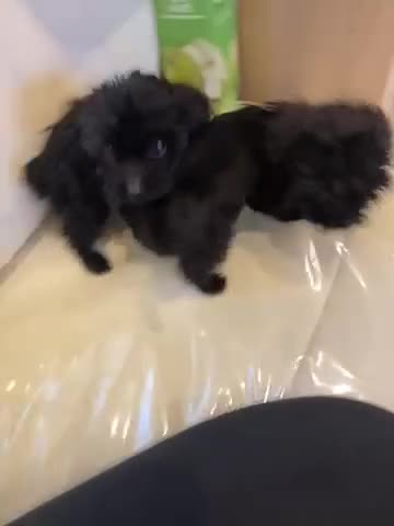 Mixed Breed dogs for sale: Toy poodle puppies  - Video 1
