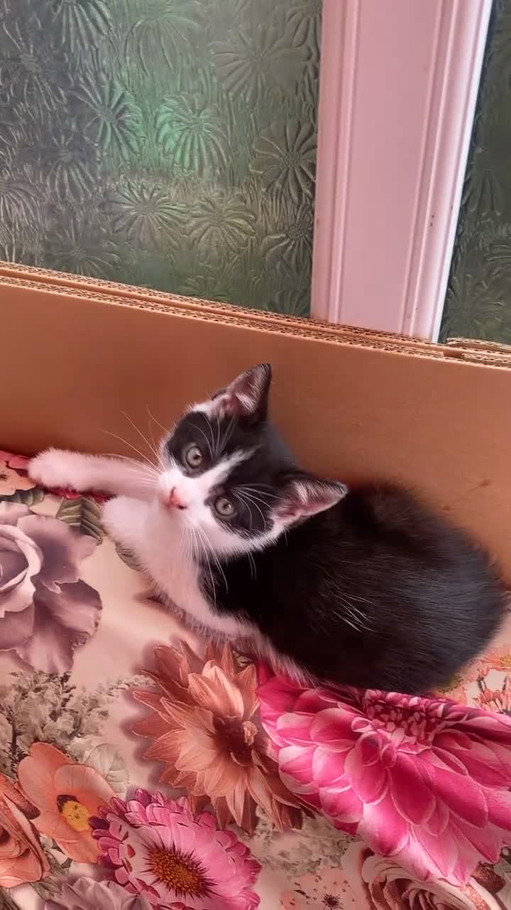Domestic Shorthair cats for sale: Lola - 8 Weeks Old – Ready Now - Video 3