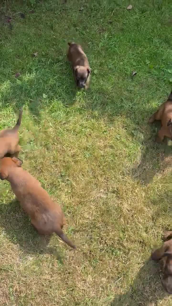 Irish Terrier dogs for sale: Irish terrier puppies  - Video 4