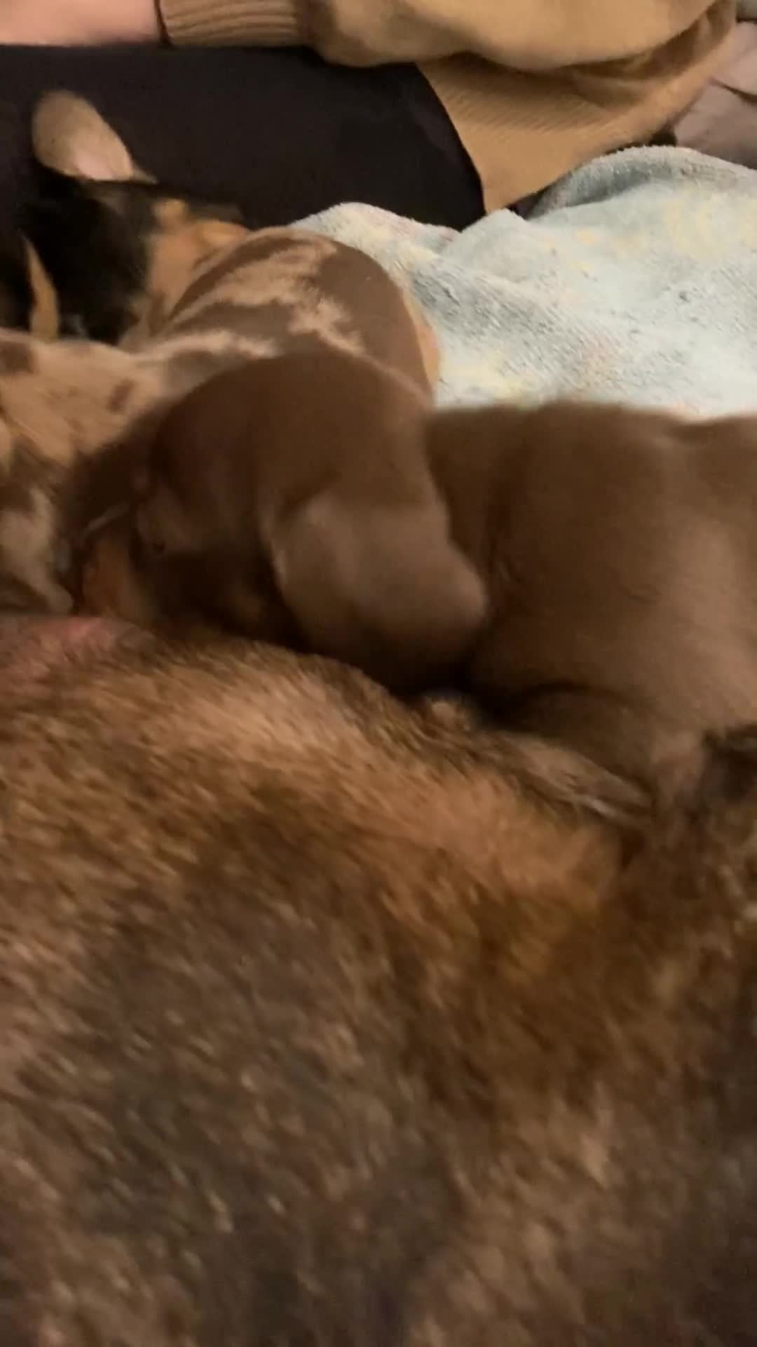 Miniature Dachshund dogs for sale: Beautiful Dappled Miniature Dachshund puppy - Video 1