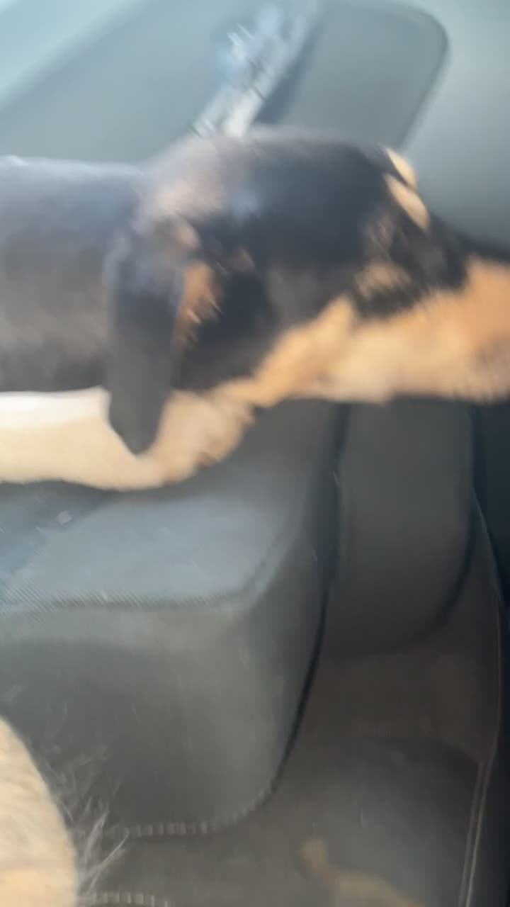 Mixed Breed dogs for sale: Rehoming - Video 3
