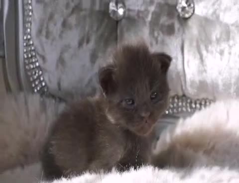 Maine Coon cats for sale: SHOW QUALITY MAINE COON KITTENS  - Video 3