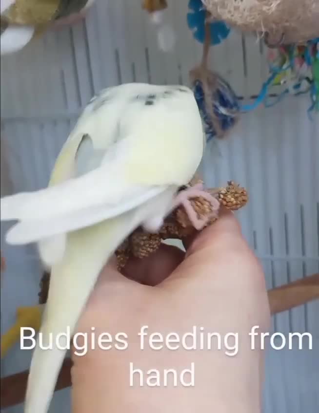 Budgerigars birds for sale: Superb home bred beautifully coloured baby budgies - Video 1