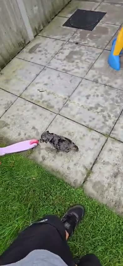 Cavapoochon dogs for sale: Cavapoochon puppies  - Video 1