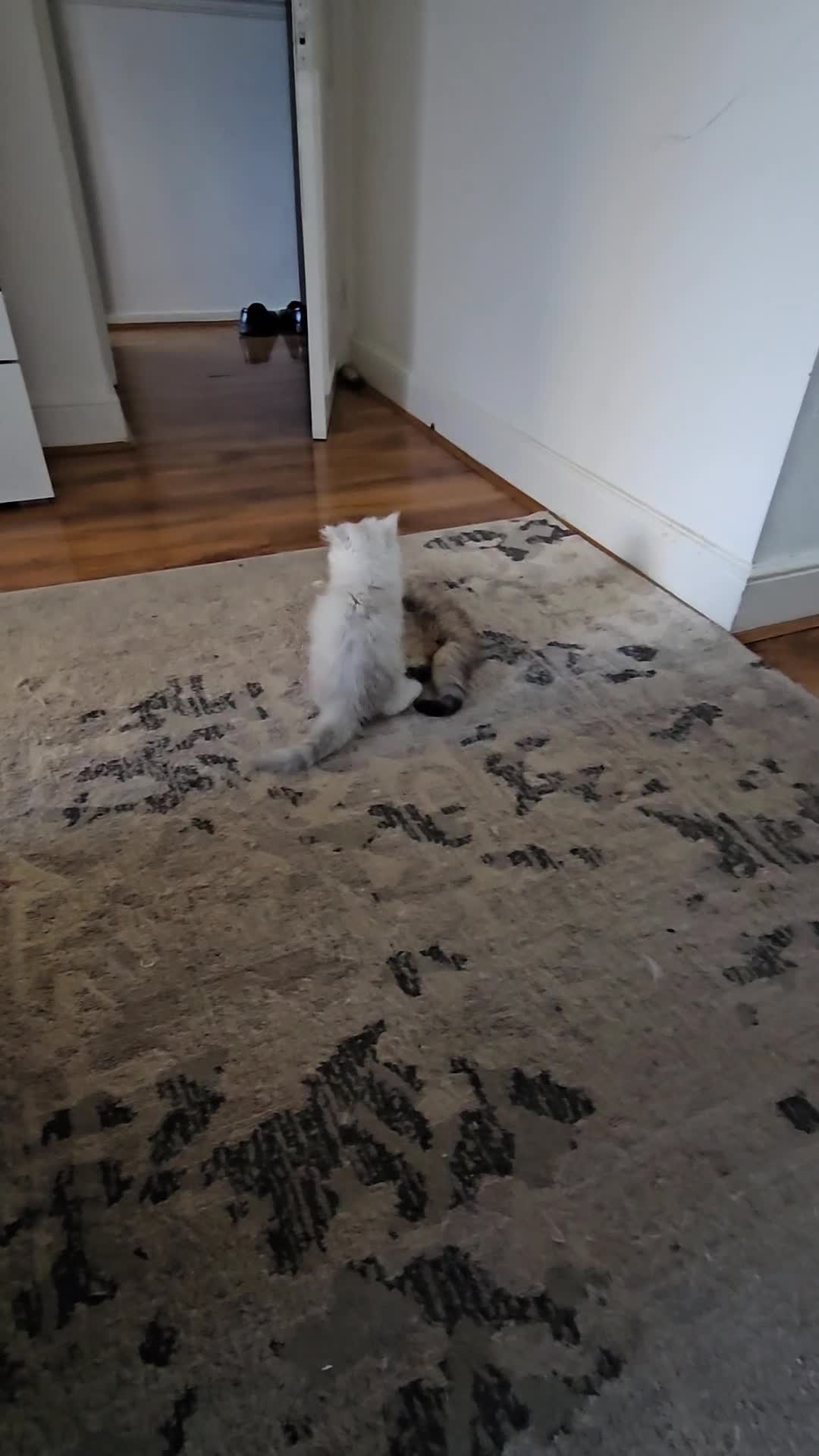Persian cats for sale: Pure Persian Cat - Video 1