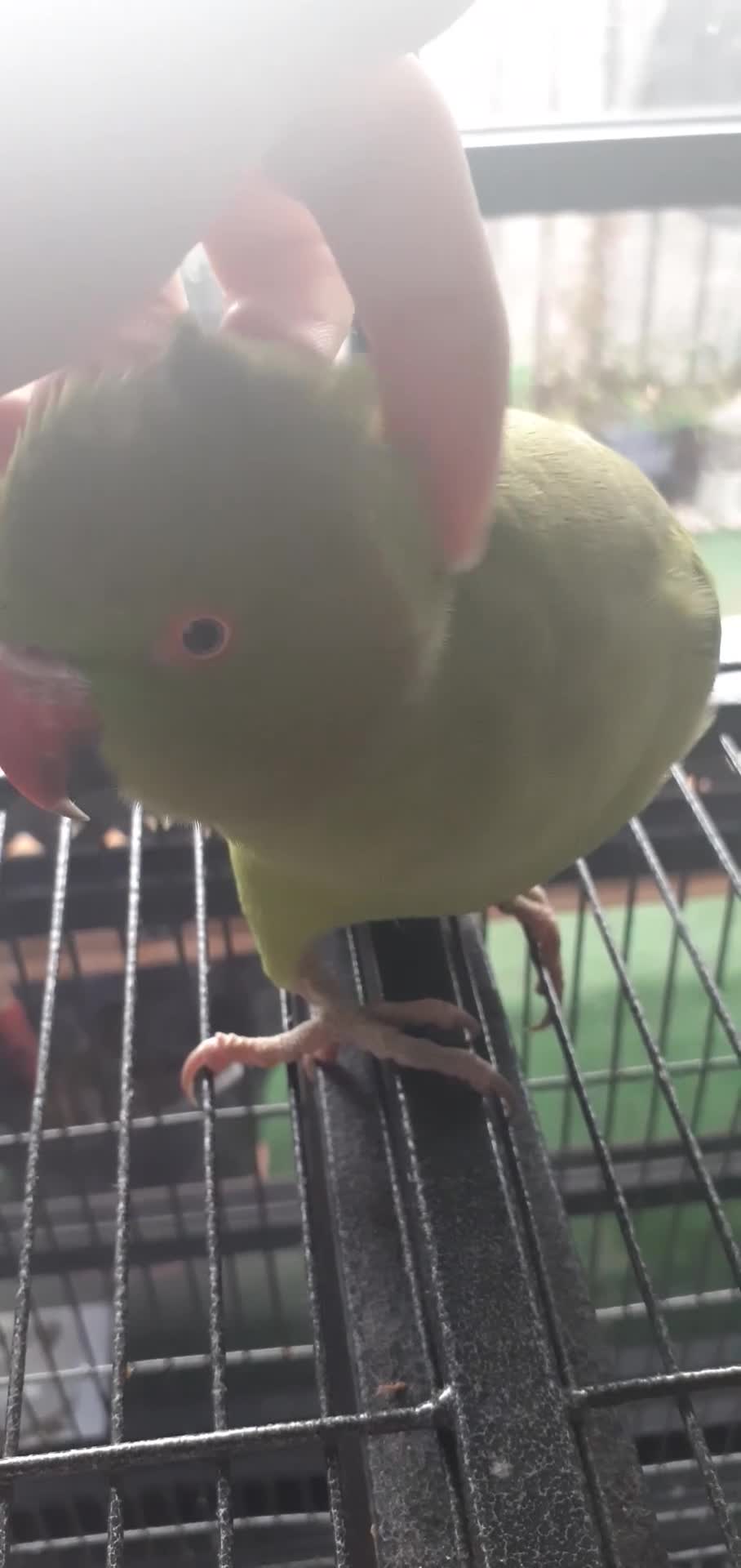 Ringnecks birds for sale:  Ringneck parrot with 2 of his toys and his cage  - Video 1
