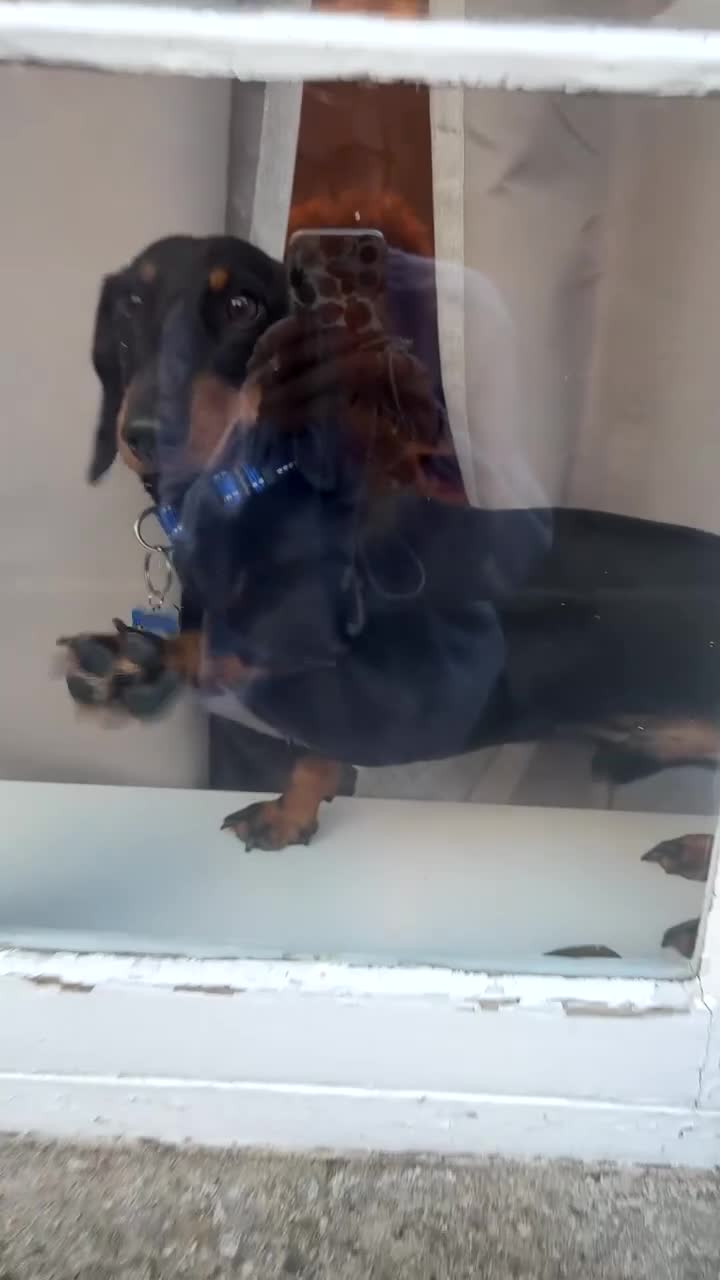 Miniature Dachshund dogs for sale: True miniature dauchund for sale  - Video 2