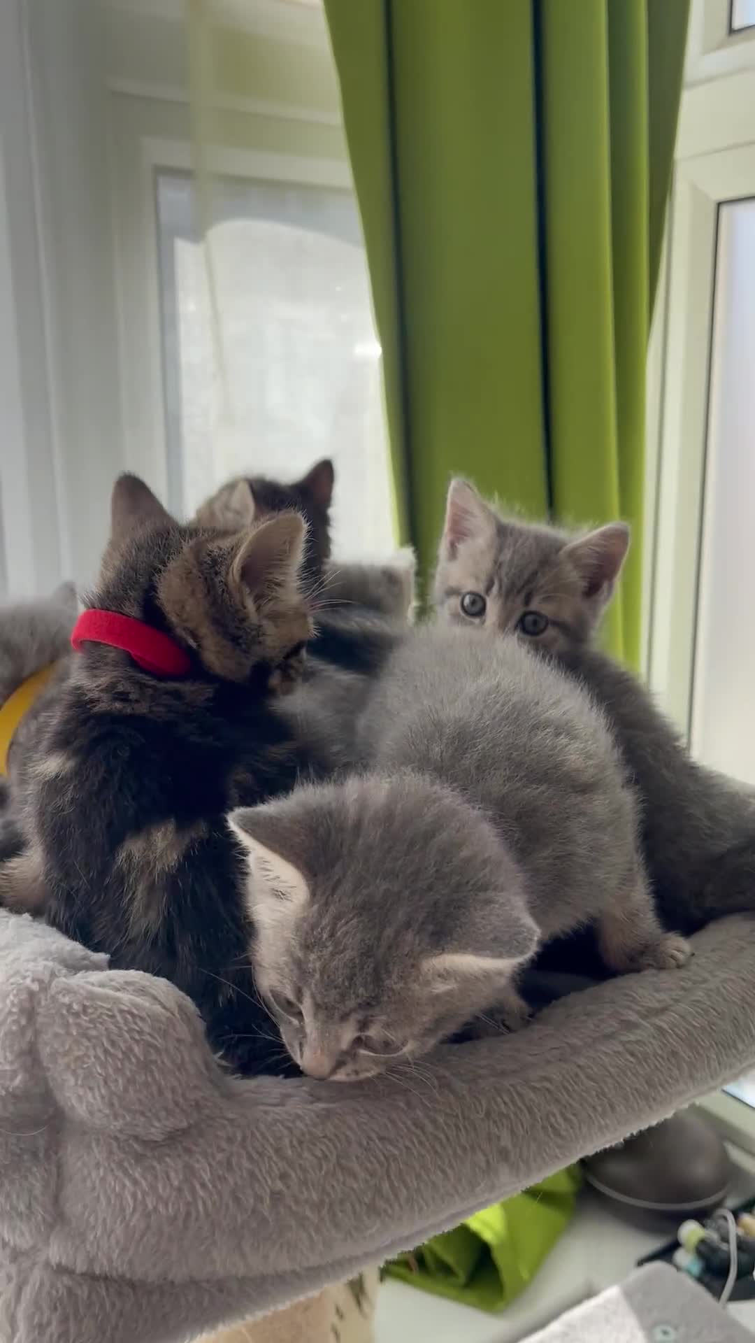 British Shorthair cats for sale: Beautiful kittens❤️ - Video 1