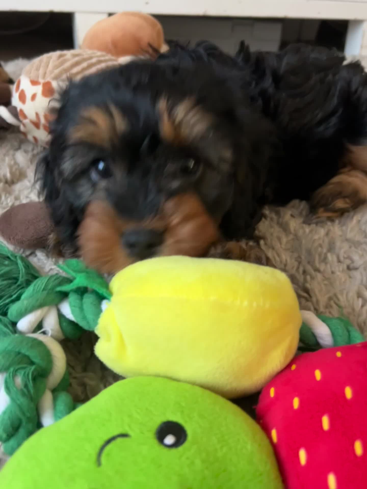 Cavapoo dogs for sale: Beautiful F1 Cavapoos - Video 2