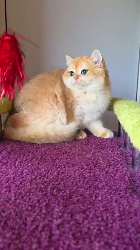British Shorthair cats for sale: Beautiful golden active queen for sale  - Video 2