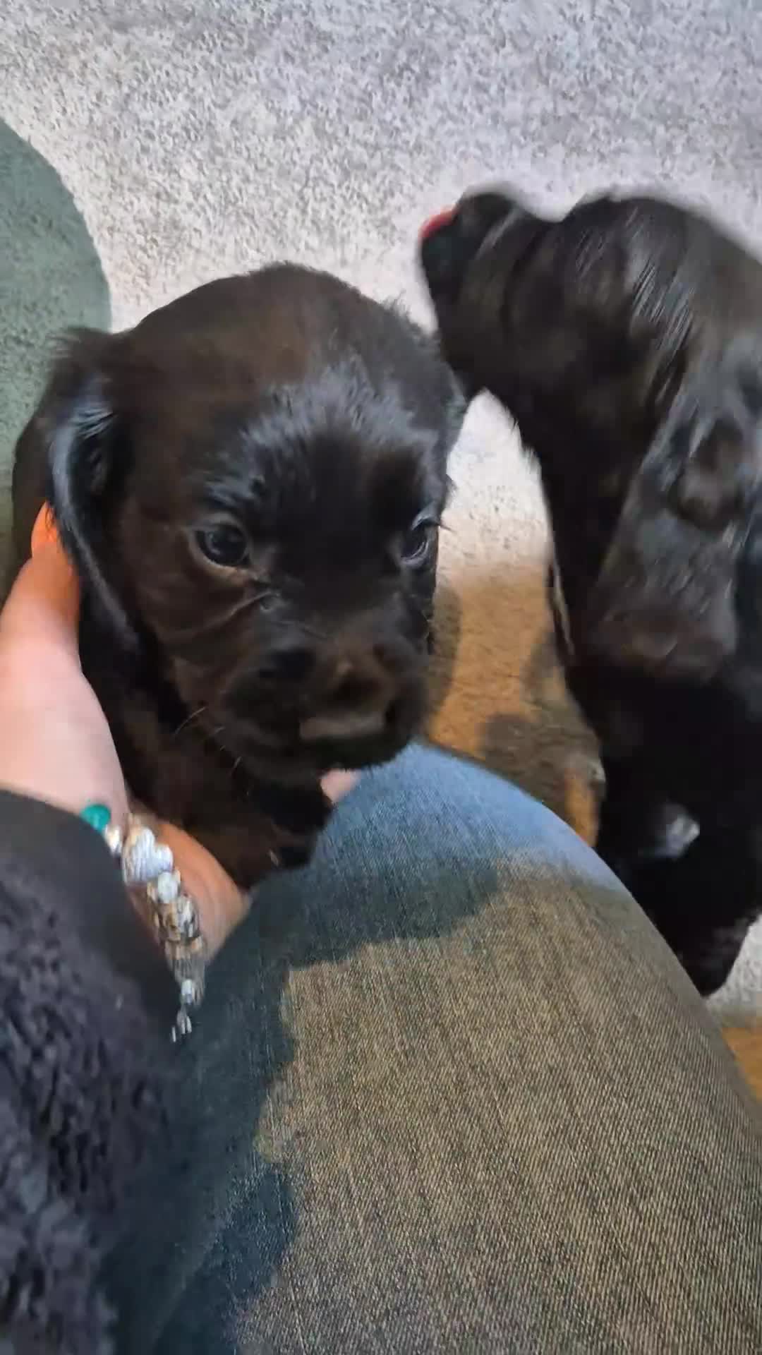 Cocker Spaniel dogs for sale: Working type cocker spaniels  - Video 1