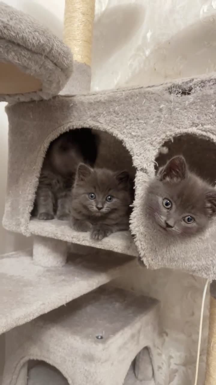British Shorthair cats for sale: GORGEOUS FLUFFBALLS FOR SALE - Video 4