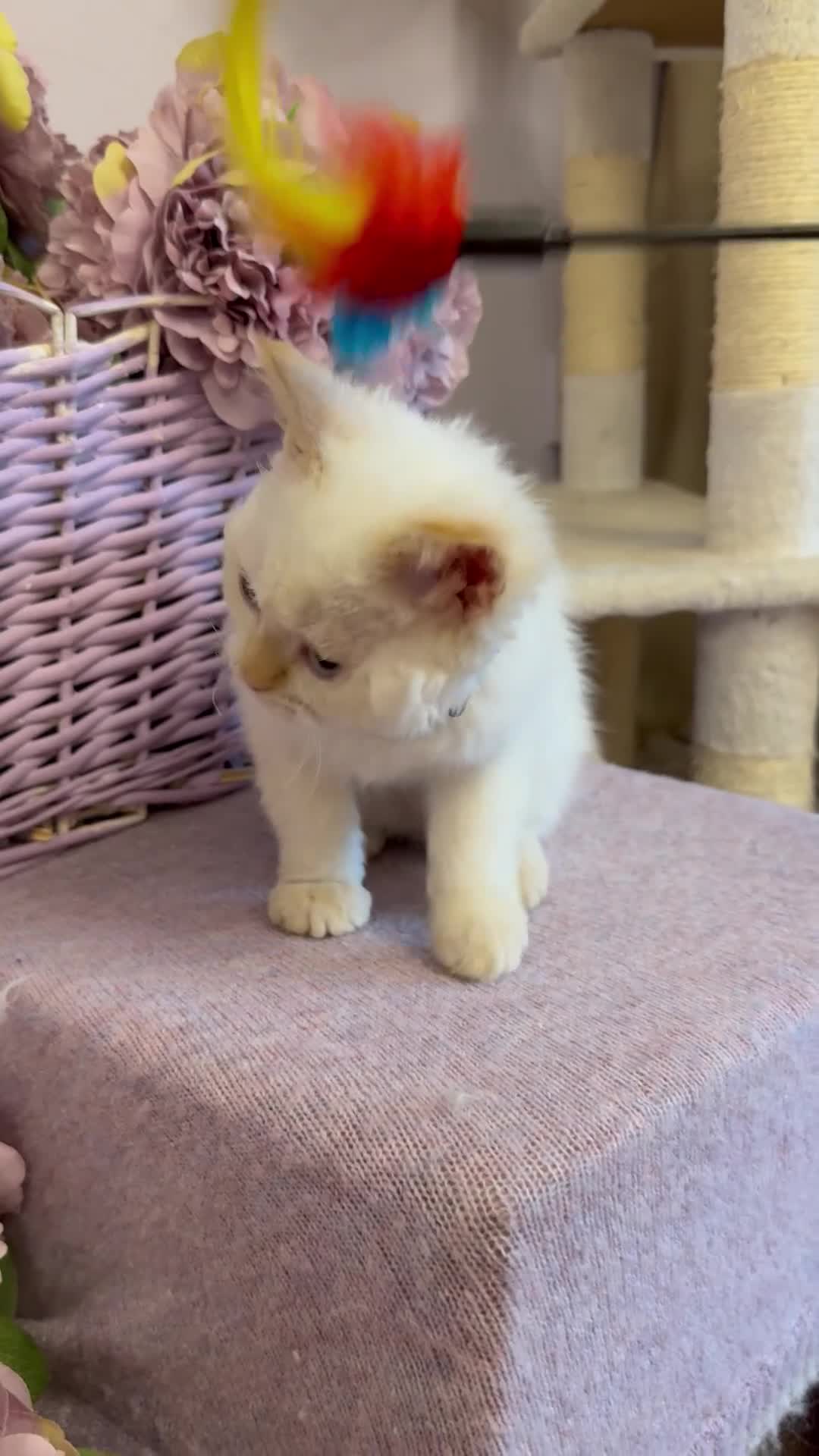 Selkirk Rex cats for sale: Selkirk rex kittens!ONE CURLY KITTEN LEFT! - Video 1